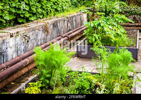 Der Herzog von Bedford ließ ein Gewächshaus mit riesigen Heizrohren speziell für einen Monkey Puzzle Tree, eine chilenische Ziertanne, bauen. Heute stehen nur noch die Grundmauern und in den Beeten wächst Gemüse für das Restaurant Stockfoto