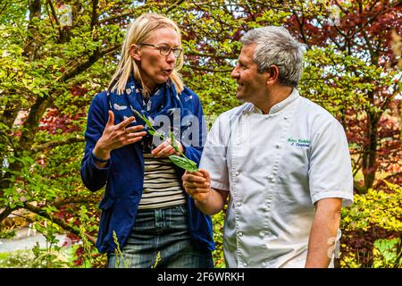 Chefkoch Jose Graziosi liebt es, vor der Arbeit im Garten zu durchstreifen und Pilze und Kräuter für die Küche zu sammeln. Hier präsentiert er den wilden Sauerampfer, der zwischen dem wilden Knoblauch wächst Stockfoto