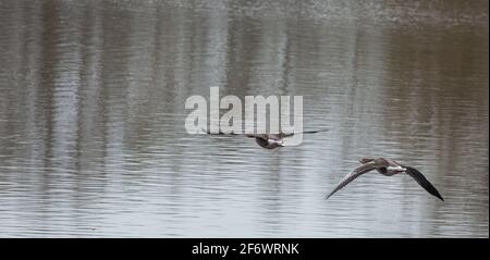 Zwei fliegende Grauschweine auf der Lahn bei Heuchelheim in Hessien Stockfoto