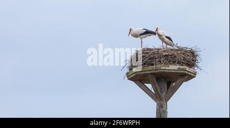 Zwei Störche auf seinem Nest im April 2021 in der Lahnaue zwischen Heuchelheim und Allendorf in der Nähe von Gießen in Hessen, Deutschland Stockfoto