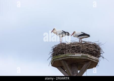 Zwei Störche auf seinem Nest im April 2021 in der Lahnaue zwischen Heuchelheim und Allendorf in der Nähe von Gießen in Hessen, Deutschland Stockfoto