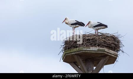 Zwei Störche auf seinem Nest im April 2021 in der Lahnaue zwischen Heuchelheim und Allendorf in der Nähe von Gießen in Hessen, Deutschland Stockfoto