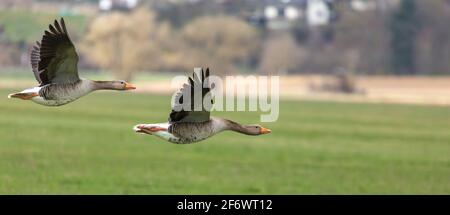 Flying Greylag Gooses (Anser anser) zwischen Heuchelheim und Allendorf an der Lahn in Hessien Stockfoto