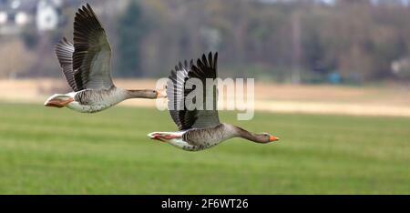 Vögel im Flug: Teo fliegende Graugans (Anser anser), die in der Nähe der Lahn zwischen Heuchelheim und Allendorf in Hessien aufgenommen wurde Stockfoto