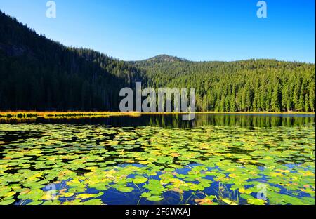 Moränensee Grosser Arbersee im Nationalpark Bayerischer Wald. Deutschland. Stockfoto