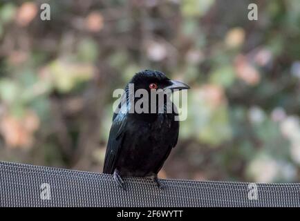 Australische Spankeldrongo, Dicrurus bracteatus, hoch oben auf einem Gartenstuhl im Frühling, Queensland glänzend, schwarz, Migrantenvogel mit hellroten Augen. Stockfoto