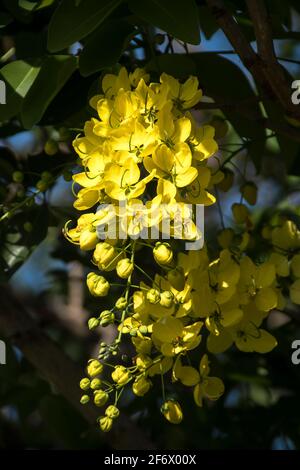 Leuchtend gelbe Blüte der Cassia-Fistel (Golden Shower Tree, Indian Laburnum, Pudding-Pipe Tree, Purging Cassia), eingebürgert in australischem Garten. Stockfoto