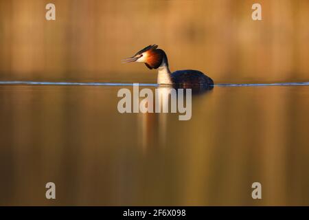 Ein Zuchtgefieder-Erwachsener mit Haubenschwein (Podiceps cristatus) Auf einem See in England Stockfoto