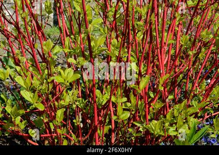 Rote dampft Zweige von Cornus alba Sibirica Dogwood mit frischem Grüne Blätter im Frühling Stockfoto