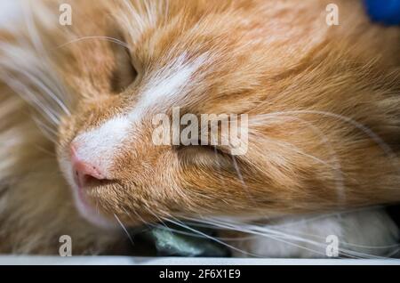 Nahaufnahme von Kopf und Gesicht einer schlafenden Ingwerkatze. VEREINIGTES KÖNIGREICH Stockfoto