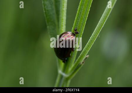 Nahaufnahme eines Rosmarinblattkäfer (Chrysolina americana), der den Stamm einer Pflanze im Südosten Englands, Großbritannien, hochklettert. Stockfoto