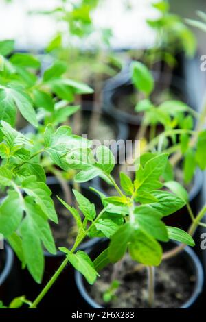 Tomatensämlinge in Tassen auf dem Fenster. Selektiver Fokus. Natur. Natur Stockfoto