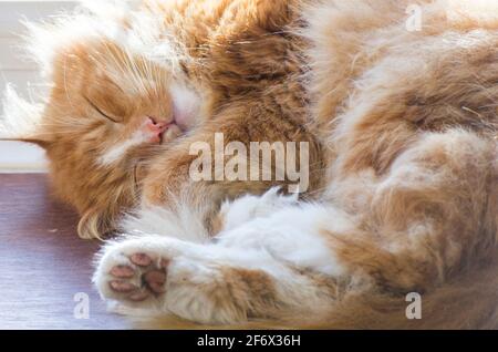 Eine Ingwerkatze schlief, zusammengerollt, auf einer hölzernen Oberfläche, die Pads seiner Pfoten waren ausgestellt. VEREINIGTES KÖNIGREICH Stockfoto