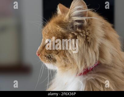 Seite auf / Profil Porträt einer Ingwerkatze. VEREINIGTES KÖNIGREICH Stockfoto