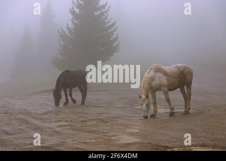 feralpferde in einem nebligen Morgen; in den Bergen von Apuseni, Siebenbürgen, lassen die Menschen die Pferde für den Sommer im Wald leben Stockfoto