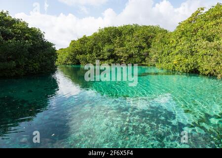 Casa cenote ist eine der schönen Cenoten an der Riviera Maya nördlich von Tulum, Quintana Roo, Halbinsel Yucatan, Mexiko Stockfoto