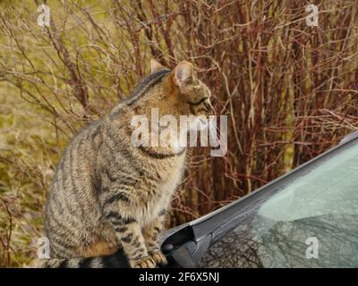 Die Katze sitzt auf der Motorhaube des Autos und schaut sich im Herbst aus nächster Nähe um Stockfoto