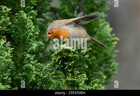 Robin sitzt in einem Nadelbaum mit ausgestreckten Flügeln Fliegen Stockfoto