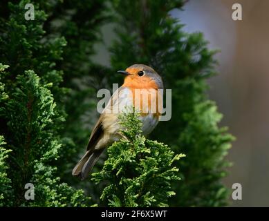 Robin sitzt in einem Nadelbaum Stockfoto