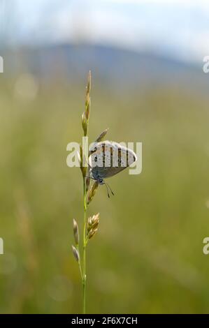 Gewöhnlicher blauer kleiner Schmetterling aus der Nähe in der Natur, auf einer Pflanze geschlossene Flügel Makro Natur. Kleiner Schmetterling mit blauen, grauen Flügeln. Stockfoto