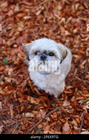 Ein kleiner Shih Tzu Hund, der auf die Kamera blickt, mit Blättern im Hintergrund. Stockfoto
