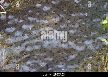 Ein Haufen Frosch laicht im Frühling in einem Teich. Stockfoto