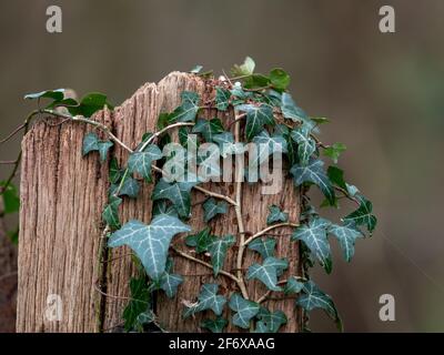 Ivy wächst über hölzernen Pfosten in Sussex Landschaft Stockfoto