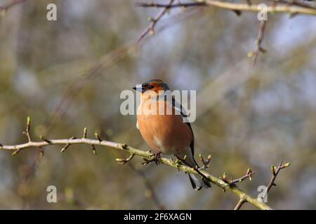 Ein gewöhnlicher Chaffinch saß auf einem Zweig auf einem sonnigen Tag Stockfoto