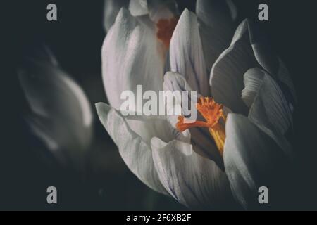 Weiße Frühlingskrokus blühen am frühen Morgen im Freien, erste Frühlingsblumen Stockfoto