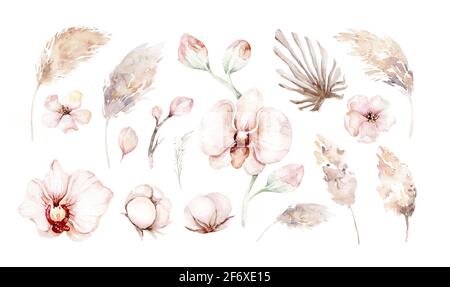 Aquarell-Set mit getrocknetem Laub, Blättern, Knospen, Pampas, Zweigen im Vintage-Stil. Boho dekorative florale Elemente. Handmalerei isoliert Palme Sommer Stockfoto