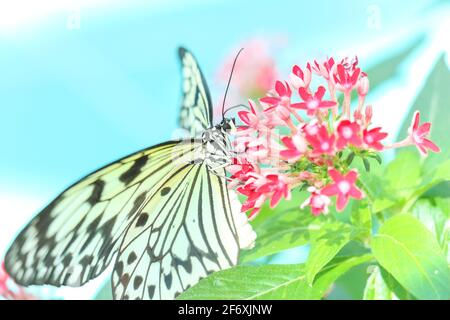 Weißer Monarchschmetterling auf roter, grüner Blumenpflanze und Pollensammeln im tropischen Schmetterlingsgarten in Konya Türkei. Stockfoto
