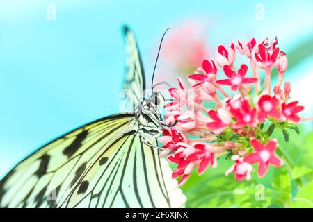 Weißer Monarchschmetterling auf roter, grüner Blumenpflanze und Pollensammeln im tropischen Schmetterlingsgarten in Konya Türkei. Stockfoto