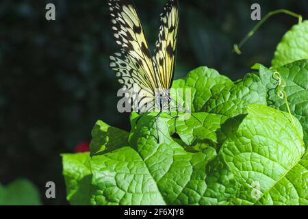 Weißer Monarchschmetterling auf roter, grüner Blumenpflanze und Pollensammeln im tropischen Schmetterlingsgarten in Konya Türkei. Stockfoto