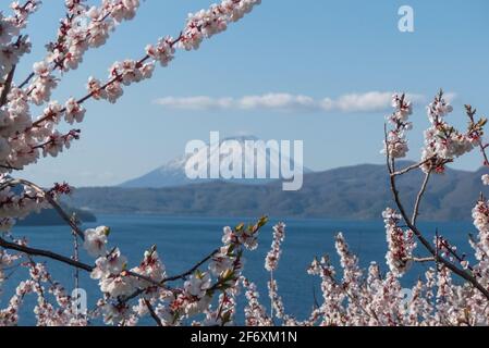 Kirschblüte umrahmt den Berg Yotei Stockfoto