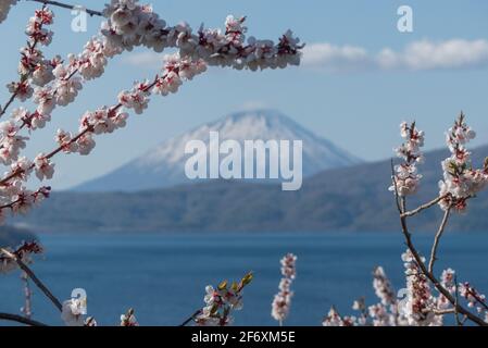 Kirschblüte umrahmt den Berg Yotei Stockfoto