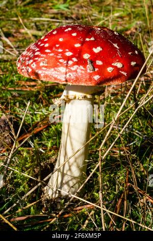 Leuchtend rote Fliegenpilze auf einer Weide auf der Insel Ruegen Stockfoto