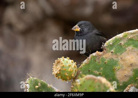 Kaktus Finch (Geospiza scandens) Männchen auf Kaktus Stockfoto