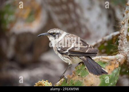 Galapagos-Mockingbird (Nesomimus parvulus bauri) füttert Kaktus Stockfoto