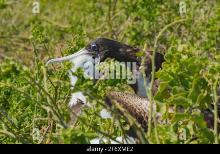 Zauberhafter Fregatte-Vogel (Fregata magnificens) Weibchen füttert Küken an einem Nest Stockfoto