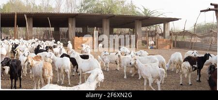 Ziegenfarm Wüste Saudi-Arabien Stockfoto