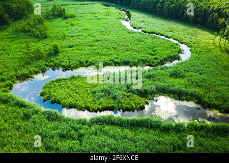 Kleiner gewundener Fluss zwischen grünen Sümpfen. Tierwelt in Polen. Luftaufnahme der Natur Stockfoto