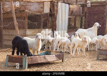 Ziegenfarm Wüste Saudi-Arabien Stockfoto