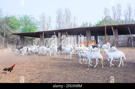 Ziegenfarm Wüste Saudi-Arabien Stockfoto