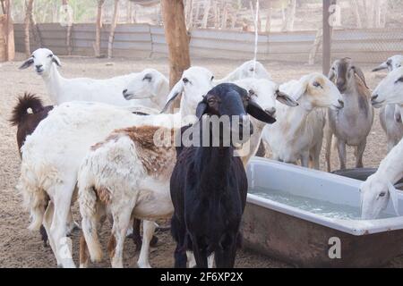 Ziegenfarm Wüste Saudi-Arabien Stockfoto