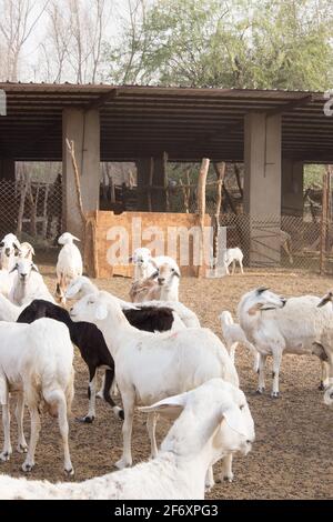 Ziegenfarm Wüste Saudi-Arabien Stockfoto