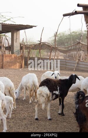 Ziegenfarm Wüste Saudi-Arabien Stockfoto