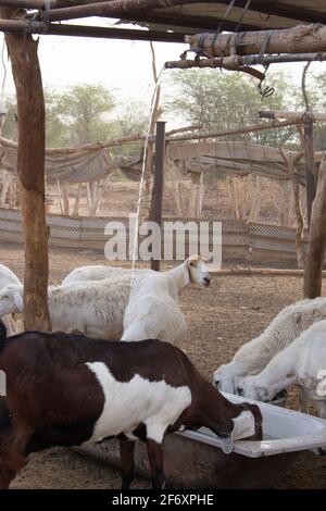 Ziegenfarm Wüste Saudi-Arabien Stockfoto
