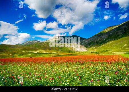 Mohnblumen wachsen auf einer Wiese, Castelluccio di Norcia, Umbrien, Italien Stockfoto