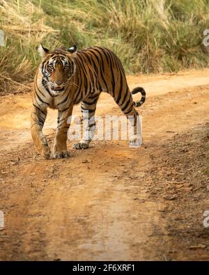 Wild Royal bengal Tiger auf Spaziergang Kopf mit Augenkontakt im ranthambore Nationalpark oder Tiger Reserve india - panthera tigris tigris Stockfoto