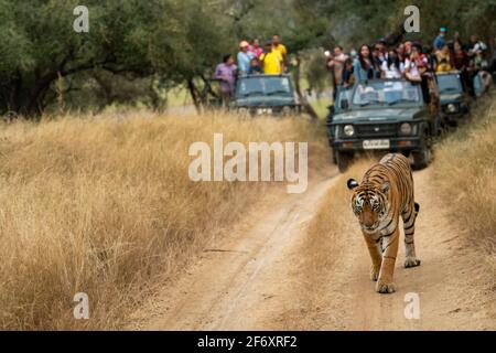 Showstopper berühmten weiblichen königlichen bengalischen Tiger Kopf auf Straßensperre mit Unschärfe-Touristen im Hintergrund im Dschungel im Ranthambore National Park Oder Tiger Stockfoto